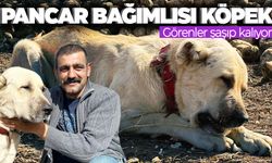 Pancarları şeker gibi yiyen köpek şaşırtıyor! Günde 4 kilo…