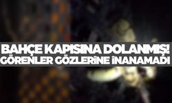 Bahçe kapısına dolanmış… Görenler panik oldu!