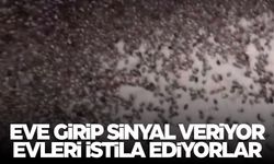 Resmen evleri istila ediyorlar... Videolar peş peşe gelmeye başladı