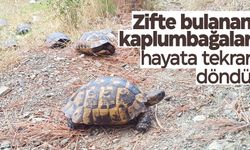 Zifte bulanan kaplumbağalar, 5 günlük yaşam savaşını kazandı  