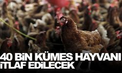 O ülkede kuş gribi alarmı: 40 bin kümes hayvanı itlaf edilecek