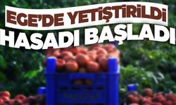 Ege’de güz bereketiyle geldi… Hasat başladı!