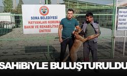 İzmir'de kaybolan köpek Manisa’da sokakta bulundu
