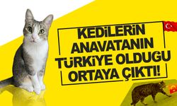 Kedilerin anavatanı Türkiye