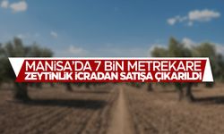 Manisa'da zeytinlik icradan satışa çıkarıldı