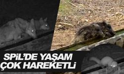 Spil'de doğal yaşam çok hareketli