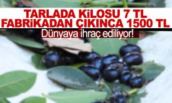 Tarlada kilosu 7 TL, fabrikadan çıkınca 1500 TL… Köylülerin ekmek kapısı tüm dünyada alıcı buluyor!