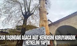 Kurumaya yüz tutan 350 yaşındaki ağaç heykel oldu: UNESCO Dünya Miras Listesi'ndeydi