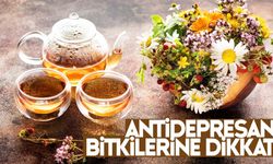 Antidepresan bitkilerine dikkat! Uzmanlardan uyarı geldi