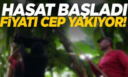 Hasat başladı ama fiyatları cep yakıyor… Bahçede 15 markette 80 TL!