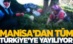 Yılın 12 ayı üretim var! Manisa’dan tüm Türkiye’ye yayılıyor…