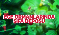 Ege ormanlarında şifa deposu… Spil'de de bolca yetişiyor!