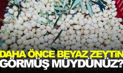 Daha önce beyaz zeytin görmüş müydünüz? İşte özellikleri!