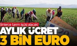 Ayda 3 bin euro maaş… Türkiye’den mevsimlik tarım işçisi alacaklar!