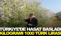 Türkiye’de hasat başladı… 20 gün erken çıktı… Kilosu 1000 lira!