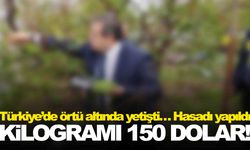 Türkiye’de örtü altında yetişti… Hasadı yapıldı… Kilogramı 150 dolar!