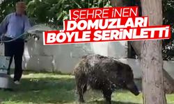 İzmir’de ilginç anlar… Domuzları hortumla serinletti!