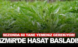 Karaciğerin dostu… Sezonda en az 60 tane yemeniz gerekiyor… İzmir’de hasadı başladı