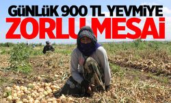 Türkiye, tarım sezonuna giriyor! Hatay’da günde 12 saat çalışan tarım işçileri 900 TL yevmiye elde ediyor