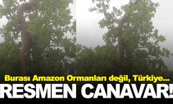 3 metrelik dev canlı tüyleri ürpertti… Türkiye’de kayda alındı!