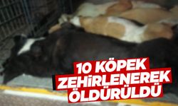 İzmir’de vahşet! 10 köpek zehirlenerek öldürüldü