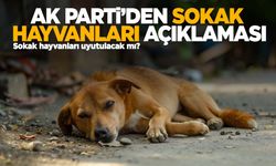 Sokak hayvanları uyutulacak mı? AK Parti’den açıklama!