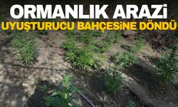 Manisa’da ormanlık araziyi uyuşturucu bahçesine çevirmişler!