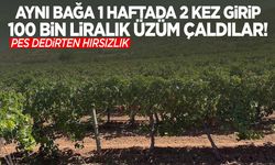 Denizli’de 100 bin liralık üzüm hırsızlığı! Geceden sabaha kadar hasat ederek çalıp satmışlar!