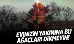 Evin Yakınına Dikmeyin! Bu Ağaçlar Yıldırım Çekiyor