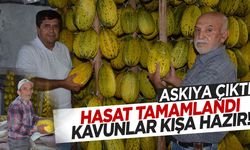 Hasat tamamlandı… Kırkağaç kavunu askıya çıktı!