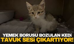 Hastalığı nedeniyle tavuk sesi çıkartan yavru kedi görenleri şaşırtıyor