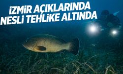 İzmir açıklarında bulunuyor... Nesli tehlike altında