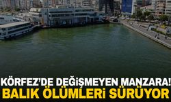 İzmir Körfezi'nde değişmeyen manzara! Ölü balıklar kıyıya vurdu