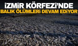 İzmir’de balık ölümleri devam ediyor