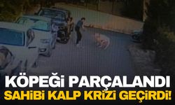 Kangal köpeği, sahipli köpeği parçaladı köpeğin sahibi kalp krizi geçirdi