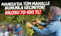 Manisa'da doğada yetişiyor! Kozmetik Firmalarına Gönderiliyor... Kilosu 70-100 TL!