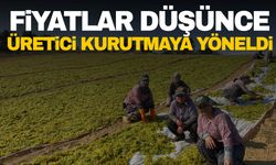 Manisa’da üzümde fiyat düşünce, üreticiler kurutmaya yöneldi