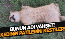 Manisa’da vahşet! Kedinin 4 patisini kesip attılar!