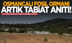 Manisa’nın yeni gözdesi olacak! Osmancalı Fosil Ormanı ‘Tabiat Anıtı’ ilan edildi!