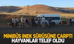 Minibüs sürüye daldı… Onlarca hayvan telef oldu!