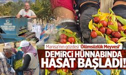 ‘Ölümsüzlük meyvesi’ olarak biliniyor… Manisa’da hasadı başladı!