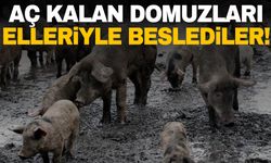 Aç kalan domuzları elleriyle beslediler