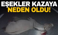 Başıboş dolaşan eşekler kazaya neden oldu