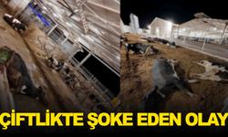 Ege’de çiftlikte şoke eden olay… Aniden rahatsızlanan 100’den dazla inek telef oldu!