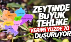 Ege’de zeytin tehlike altında! Kaliteyi düşürüyor…