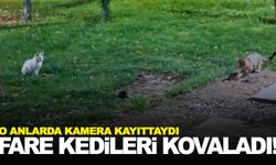 Fare kedileri kovaladı… Gülümseten görüntüler!