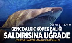 Genç dalgıcın zor anları… Köpek balığı saldırısından bıçakla kurtuldu!