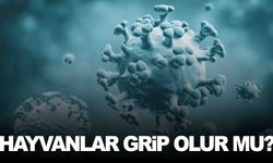 Hayvanlar da grip olur mu? Dikkat çeken açıklamalar!