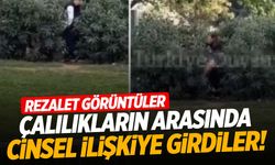 İstanbul’da çalılıkların arasında cinsel ilişkiye girdiler