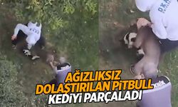 İstanbul’da pitbull dehşeti! Kediyi parçalayarak öldürdü